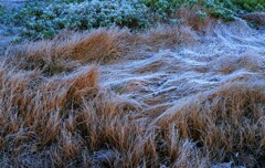 冬近し(霜) 冬近し(霜)