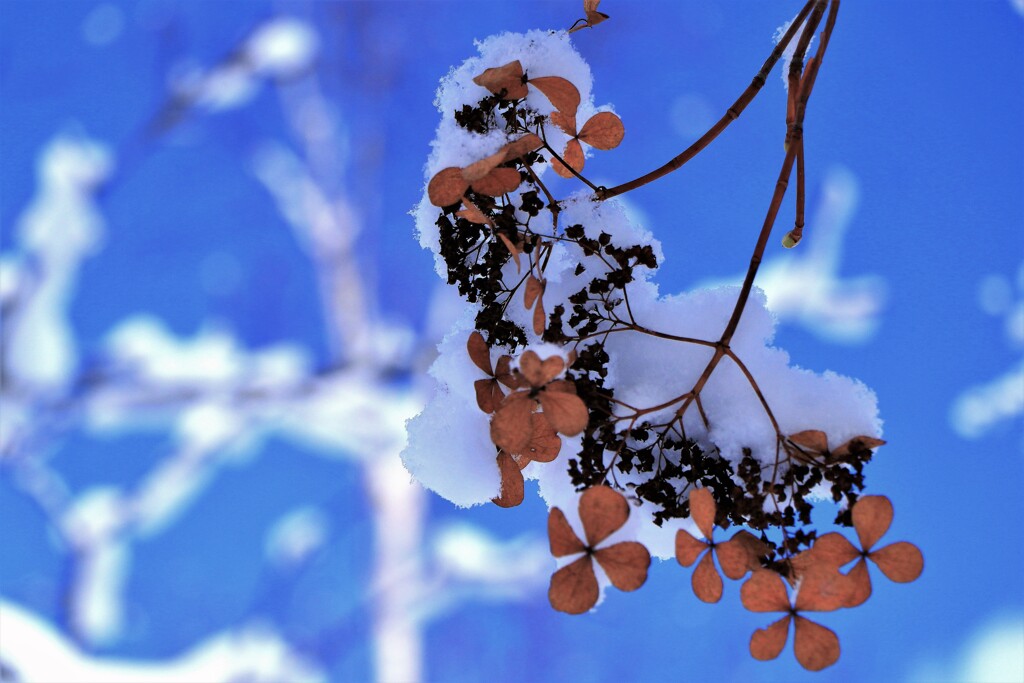 冬に咲く