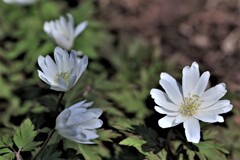 春の花Ⅰ（キクザキイチゲ）