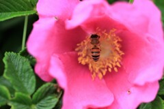 ハマナスの花と蜜蜂