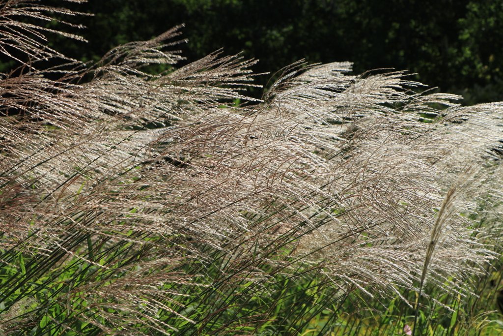 秋模様Ⅱ（ススキ）