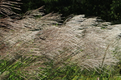 秋模様Ⅱ（ススキ）