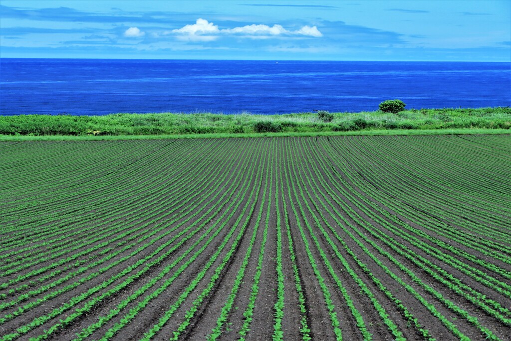 日本海と畑