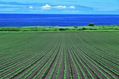 日本海と畑