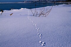 野兎足跡