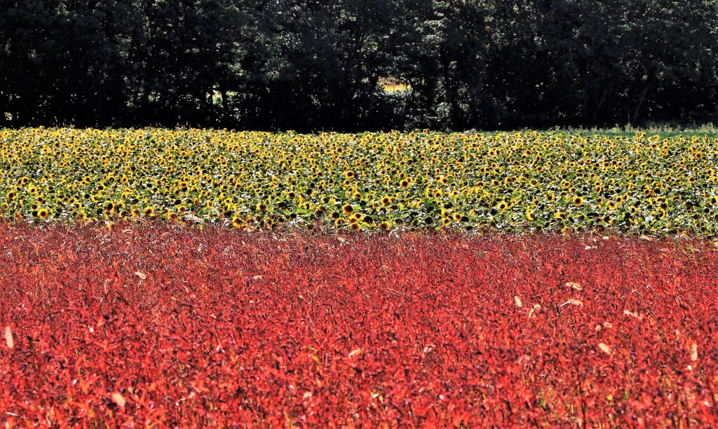 赤、黄、緑(信号）