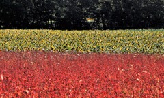 赤、黄、緑(信号）