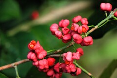 小さい秋見つけた（マユミ）