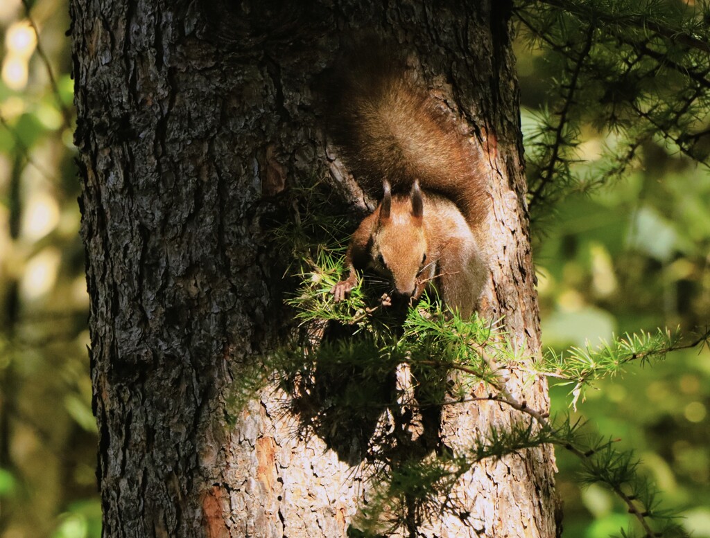 今年は木の実が少ないな～　　　　　　　　　　　　　　　　　＾