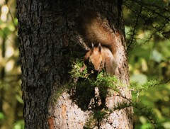 今年は木の実が少ないな～　　　　　　　　　　　　　　　　　＾