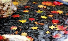 それぞれの秋(再投稿）