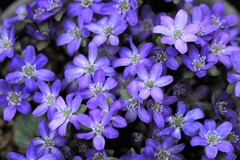 雪割草(百合が原公園温室）