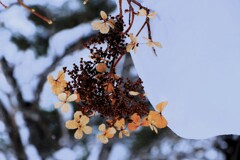 冬の花 冬の花