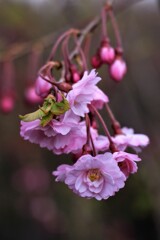しだれ桜