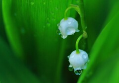 雨がやんだら　お別れなのね♪