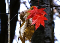 もう少しで私も もう少しで私も