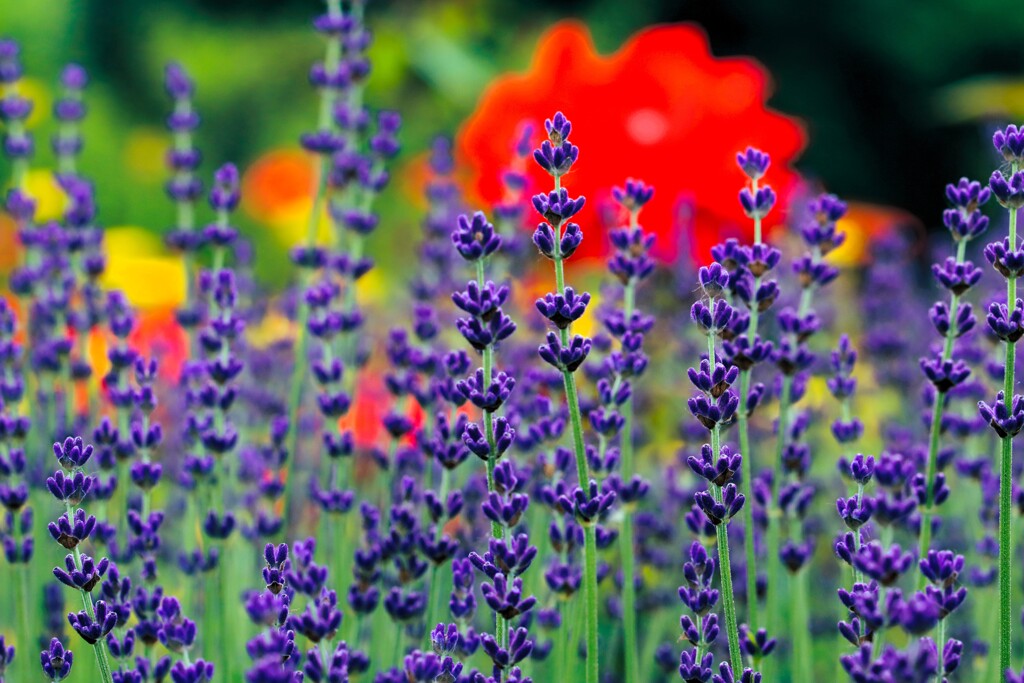 ラベンダ－が咲きだしました