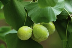 今年は豊作かな（銀杏）