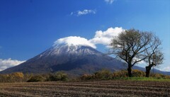 秋のサクランボの木と羊蹄山