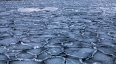 ハス氷（蔵出）