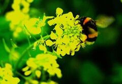 蜜を求め