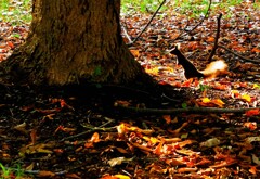 いそがし～（蔵出）