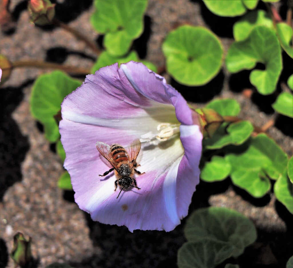 ヒルガオと蜜蜂