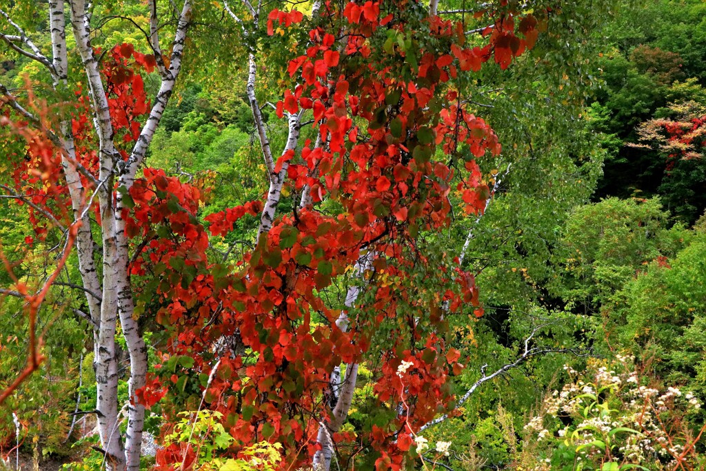 小さい秋見つけた♪