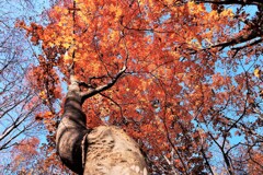 燃える秋(最終章）