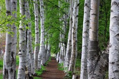 2023年新緑の白樺並木