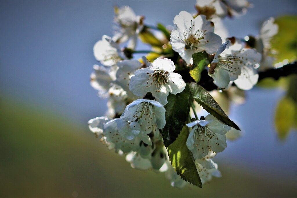 ヒメリンゴの花