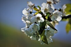 ヒメリンゴの花