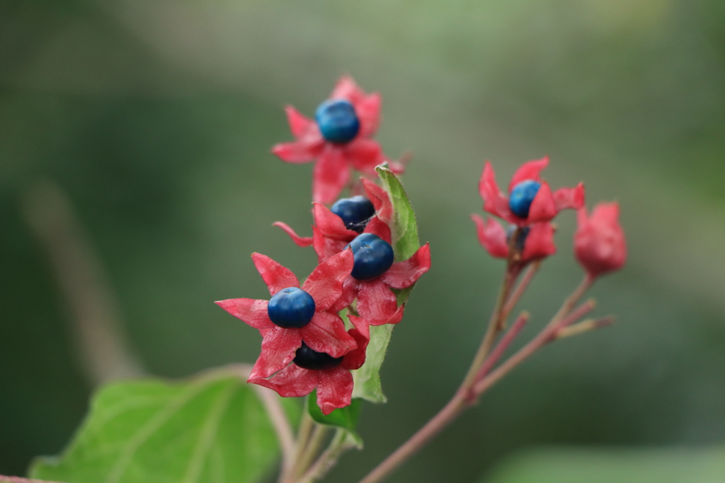 クサキ（臭木）