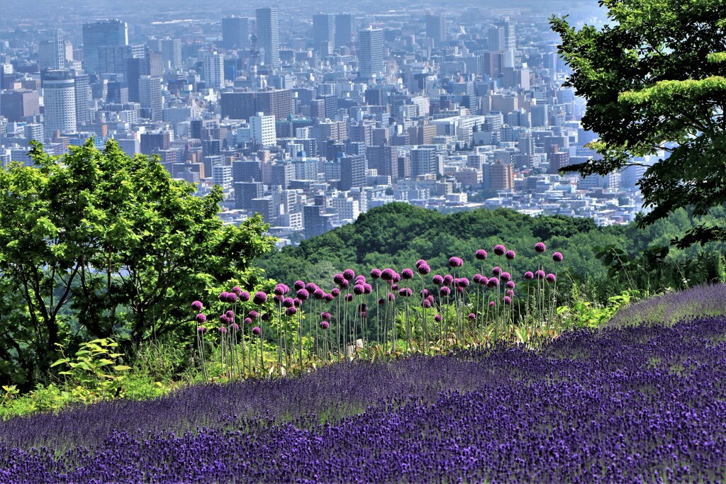 札幌幌見峠ラベンダ－