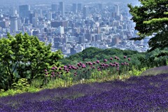 札幌幌見峠ラベンダ－