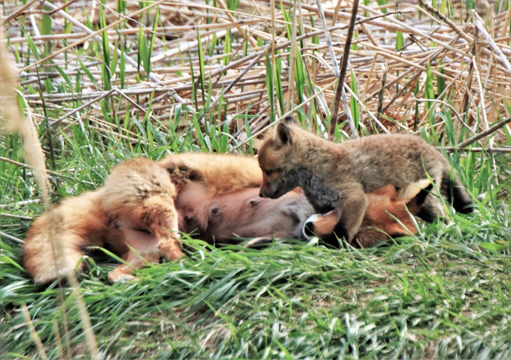 キタキツネ物語(子育て中）