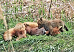 キタキツネ物語(子育て中）