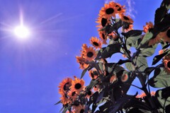 今年最後の向日葵写真