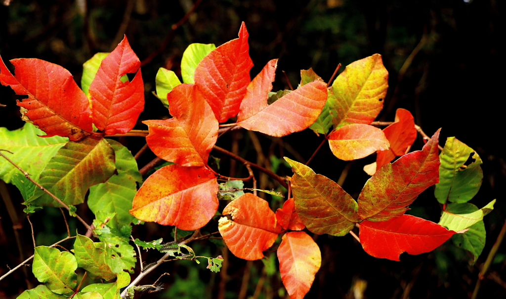 紅葉がやってくる