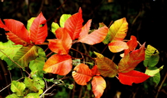 紅葉がやってくる