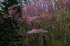 桜シリ－ズⅣ（野山に咲く桜）