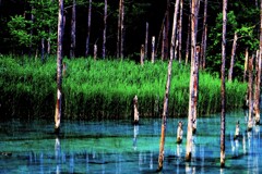 青い池Ⅱ