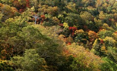 あ～秋ですね♪