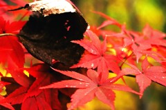 紅葉Ⅲ 紅葉Ⅲ