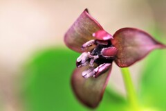 コジマエンレイソウ