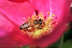ハマナスの蜜どんな味