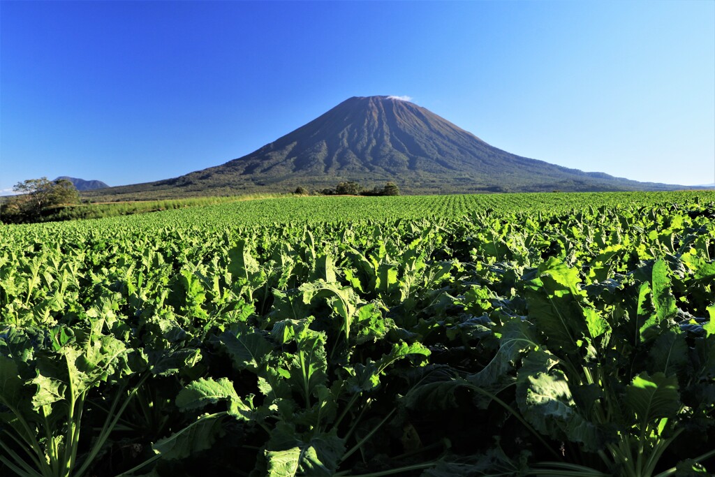 羊蹄山とﾋﾞ-ﾄ畑