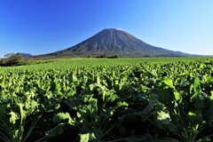 羊蹄山とﾋﾞ-ﾄ畑