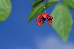 小さい秋見つけた（ツリバナ）