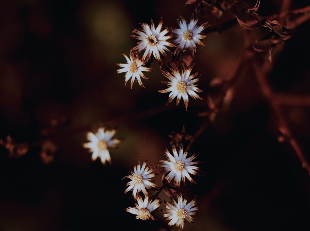 晩秋の花のがく